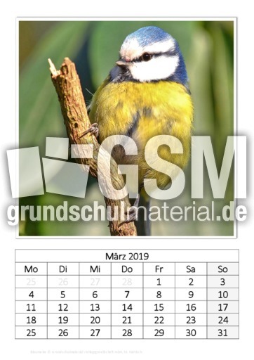 März_Blaumeise_2.pdf